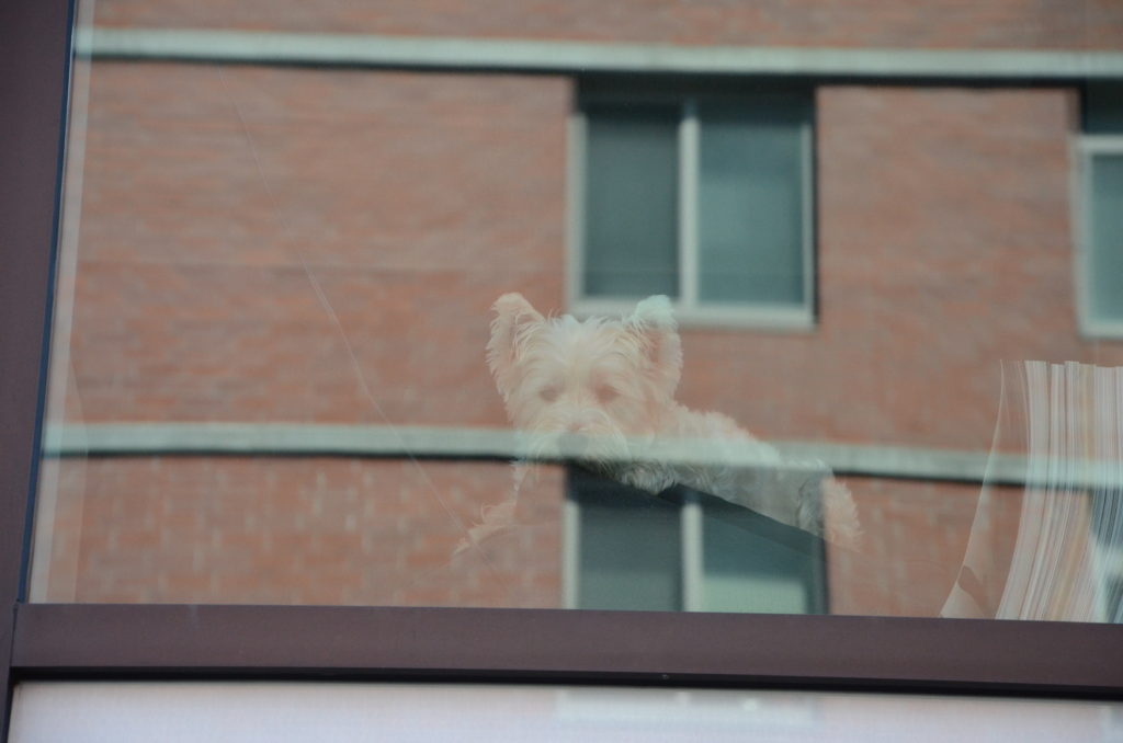 Dog watching people walking on the High Line